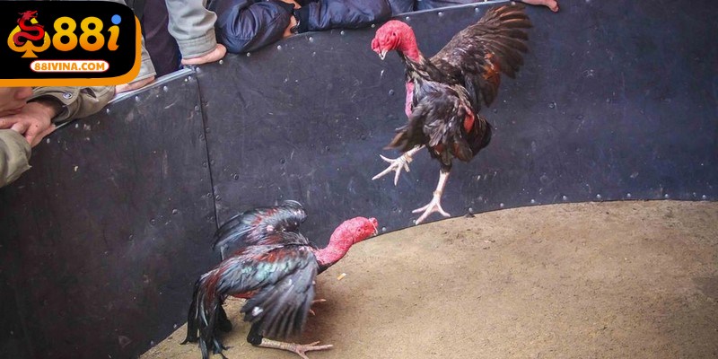 Thành viên tránh chọn gà quá non hay đang thay lông