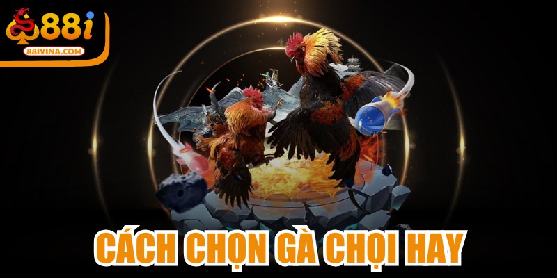 Cách Chọn Gà Chọi Hay