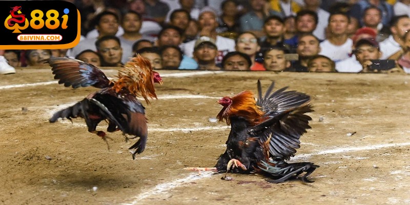 Phạm vi nội dung trong chuyên mục Đá Gà 88I được phân tách rõ ràng